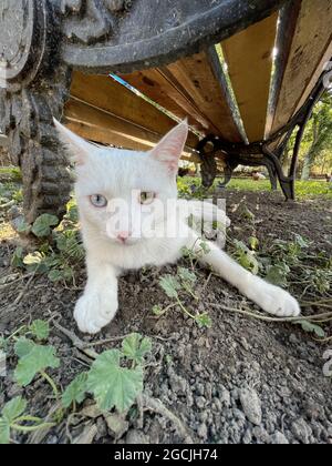 Vertikale Aufnahme einer Van-Katze, die auf dem Boden unter einer Bank liegt Stockfoto