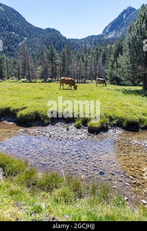 Der schöne Nationalpark Aiguestortes i Estany de Sant Maurici der spanischen Pyrenäen in Katalonien, Kühe auf der Alm Stockfoto