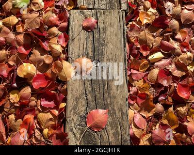 Herbstblätter und etwas Holz auf dem Boden Stockfoto