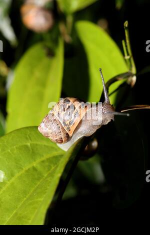 Eine große glückliche Schnecke auf einem Strauchbusch in einem Garten in Chichester, West Sussex, Großbritannien. Stockfoto