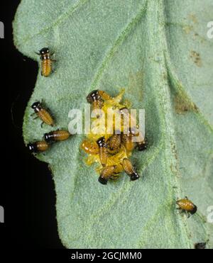 Eierfloß mit neu geschlüpften Kolorado-Käfer (Leptinotarsa decemlineata)-Larven, die sich von Eierfällen ernähren, die auf einem Tomatenblatt liegen, Italien Stockfoto