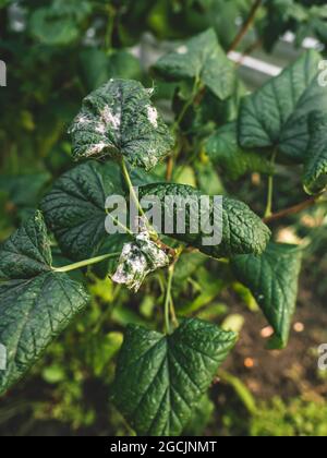 Erkrankungen der schwarzen Johannisbeere. Krankheiten und Schädlinge von Beerensträuchern. Gewelltes Johannisbeerblatt von Pilzerkrankungen oder Blattläusen. Flauschiger Schimmel. Selektiver Fokus Stockfoto