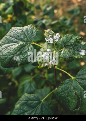 Erkrankungen der schwarzen Johannisbeere. Krankheiten und Schädlinge von Beerensträuchern. Gewelltes Johannisbeerblatt von Pilzerkrankungen oder Blattläusen. Flauschiger Schimmel. Selektiver Fokus Stockfoto