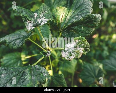 Erkrankungen der schwarzen Johannisbeere. Krankheiten und Schädlinge von Beerensträuchern. Gewelltes Johannisbeerblatt von Pilzerkrankungen oder Blattläusen. Flauschiger Schimmel. Selektiver Fokus Stockfoto