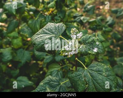 Erkrankungen der schwarzen Johannisbeere. Krankheiten und Schädlinge von Beerensträuchern. Gewelltes Johannisbeerblatt von Pilzerkrankungen oder Blattläusen. Flauschiger Schimmel. Selektiver Fokus Stockfoto