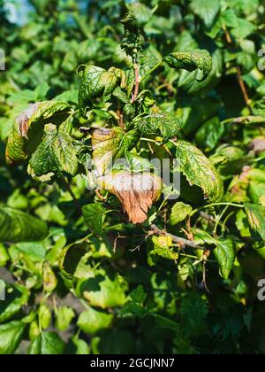 Erkrankungen der schwarzen Johannisbeere. Krankheiten und Schädlinge von Beerensträuchern. Gewelltes Johannisbeerblatt von Pilzerkrankungen oder Blattläusen. Flauschiger Schimmel. Selektiver Fokus Stockfoto