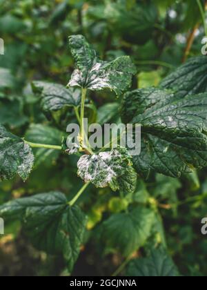 Erkrankungen der schwarzen Johannisbeere. Krankheiten und Schädlinge von Beerensträuchern. Gewelltes Johannisbeerblatt von Pilzerkrankungen oder Blattläusen. Flauschiger Schimmel. Selektiver Fokus Stockfoto