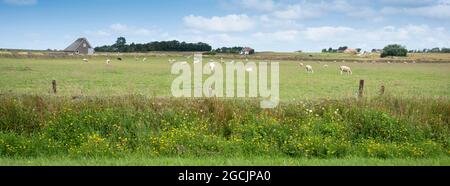 Gelbe Sommerblumen und Schafe auf der Wiese auf der niederländischen Insel texel unter blauem Himmel Stockfoto