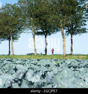 Frau joggt in der Nähe von Bäumen und Rotkohlfeldern in den niederlanden Stockfoto