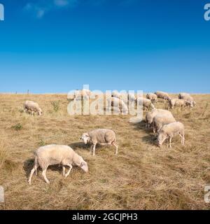 Schafe auf Grasdeich unter blauem Himmel in den niederlanden Stockfoto