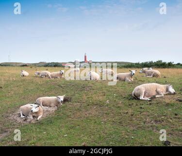 Schafe im Gras auf Deich bei de cocksdorp und Leuchtturm auf der niederländischen Insel texel in den niederlanden Stockfoto