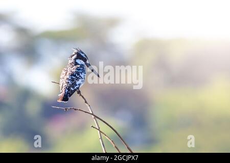 Afrikanischer Eiskiefer, Ceryle rudis, beobachtet von einem Zweig am Lake Naivasha, Kenia. Weiches Sonnenlicht am Nachmittag und Platz für Text. Stockfoto