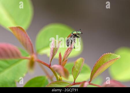 Japanischer Käfer (Popillia japonica), Isola Bella, Stresa, Lago Maggiore, Piemont, Italien Stockfoto