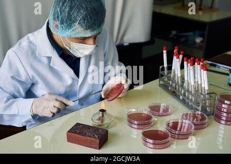 Junger Wissenschaftler iminokuliert Agar-Platten mit Bakterien in der Laboruniversität Stockfoto