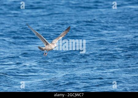 zoologie, Vögel (Aves), Gelblegull, Larus michahellis, NICHT-EXKLUSIV-ZUR VERWENDUNG ALS POSTKARTE-FALTKARTE Stockfoto
