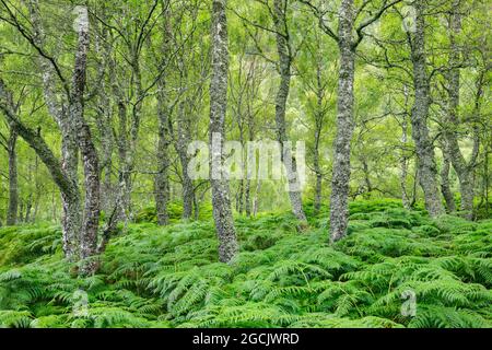 botanik, Birkenholz, Craigellachie National Nature Reserve, Schottland, NICHT-EXKLUSIV-VERWENDUNG FÜR DIE VERWENDUNG VON FALTKARTEN-GRUSSKARTEN-POSTKARTEN Stockfoto