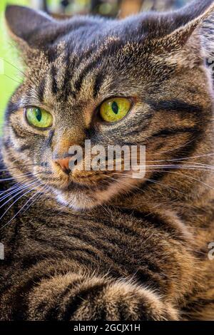 Nahaufnahme des Gesichts einer braungestromten Hauskatze mit grünen Augen. Stockfoto