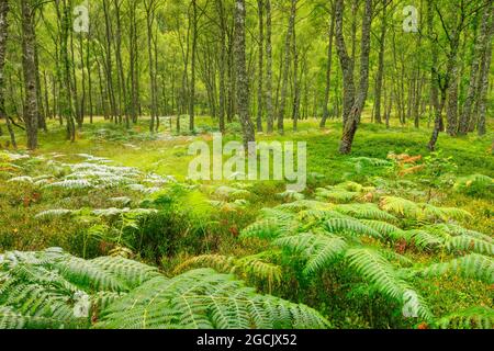 botanik, Birkenholz, Craigellachie National Nature Reserve, Schottland, NICHT-EXKLUSIV-VERWENDUNG FÜR DIE VERWENDUNG VON FALTKARTEN-GRUSSKARTEN-POSTKARTEN Stockfoto
