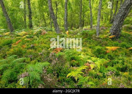 botanik, Birkenholz, Craigellachie National Nature Reserve, Schottland, NICHT-EXKLUSIV-VERWENDUNG FÜR DIE VERWENDUNG VON FALTKARTEN-GRUSSKARTEN-POSTKARTEN Stockfoto