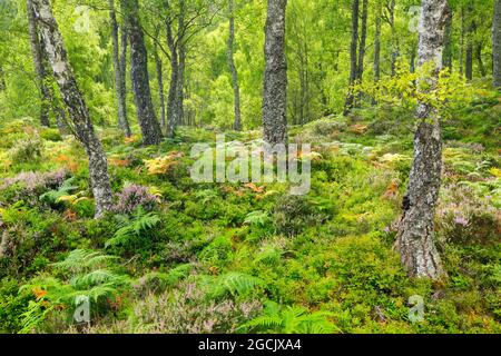 botanik, Birkenholz, Craigellachie National Nature Reserve, Schottland, NICHT-EXKLUSIV-VERWENDUNG FÜR DIE VERWENDUNG VON FALTKARTEN-GRUSSKARTEN-POSTKARTEN Stockfoto