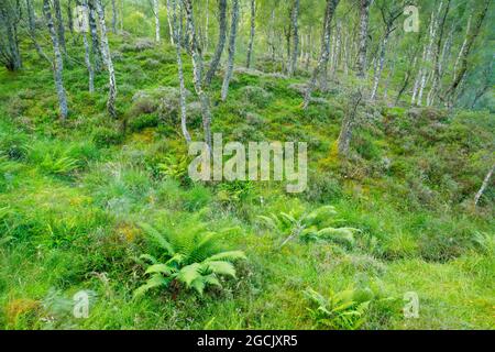 botanik, Birkenholz, Craigellachie National Nature Reserve, Schottland, NICHT-EXKLUSIV-VERWENDUNG FÜR DIE VERWENDUNG VON FALTKARTEN-GRUSSKARTEN-POSTKARTEN Stockfoto