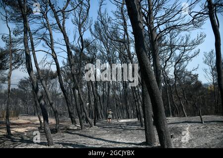 Verbrannte Bäume nach einem Brand im Nadelwald Stockfoto