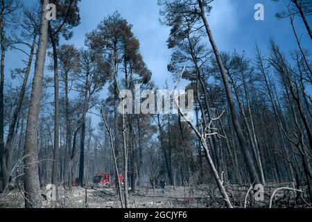 Verbrannte Bäume nach einem Brand im Nadelwald Stockfoto