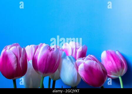 Bunte Tulpen in Wassertropfen sind in einer Reihe auf blauem Hintergrund aufgereiht. Nahaufnahme von rosa-weißen Tulpen in zarten Farben. Stockfoto