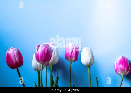 Bunte Tulpen in Wassertropfen sind in einer Reihe auf blauem Hintergrund aufgereiht. Nahaufnahme von rosa-weißen Tulpen in zarten Farben. Stockfoto