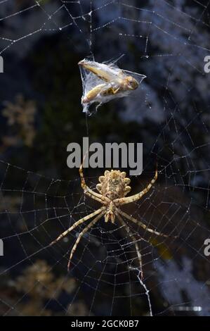 Araneidae. Argiope Lobata Spider auf EINEM Spinnennetz in Natural Habitat Stockfoto