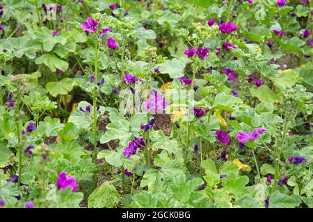 Malva sylvestris, geläufiges Malvenfeld, lila Blüten, die im Sommer im Freien wachsen. Stockfoto