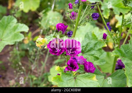 Malva sylvestris, geläufiges Malvenfeld, lila Blüten, die im Sommer im Freien wachsen. Stockfoto