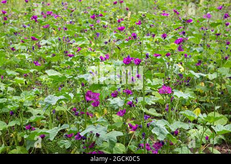 Malva sylvestris, geläufiges Malvenfeld, lila Blüten, die im Sommer im Freien wachsen. Stockfoto