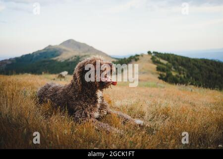 Netter Labradoodle Hund mit weißem und braunem Fell, der mit der Zunge draußen auf einem Hügel im Hochland sitzt Stockfoto