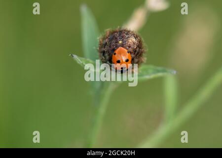 Ein Marienkäfer (Marienkäfer, Marienkäfer) auf einem Samenkopf. Dieser kleine rote Käfer hat 7 schwarze Flecken. Coccinella septempunctata - 7 Marienkäfer. Stockfoto
