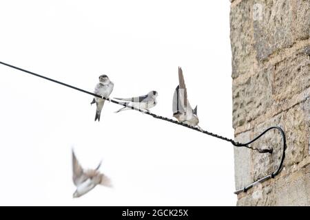 Haus Martins und eine Schwalbe (UK) auf einem Kabel neben einem Haus. Stockfoto