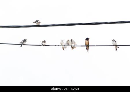 Haus Martins und eine Schwalbe (UK) auf einem Kabel neben einem Haus. Stockfoto