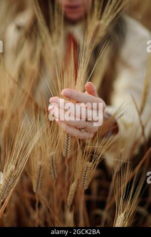 Crop unkenntlich Weibchen mit goldenen Ringen an den Fingern berühren Weizenspitzen im Feld Stockfoto