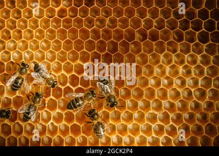 Nahaufnahme von Honigbienen auf Wachswabenwabe mit hexagonalen Zellen für Bienenhaus- und Bienenzuchtkonzept Hintergrund Stockfoto