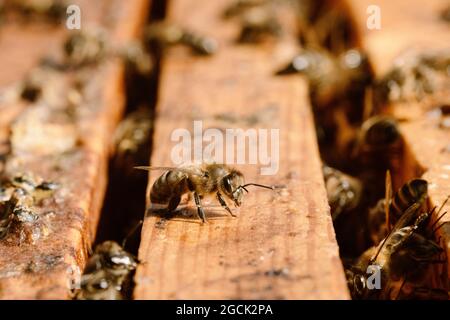 Oben die Nähe vieler Bienen, die sich auf dem hölzernen Bienenstock sammeln An sonnigen Tag im Bienenhaus Stockfoto