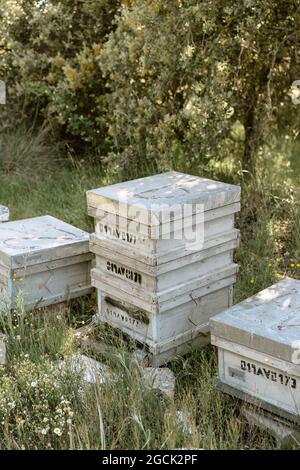 Hölzerne Bienenstöcke auf einer Wiese in der Nähe von Bäumen im Bienenhaus am Sommertag Stockfoto