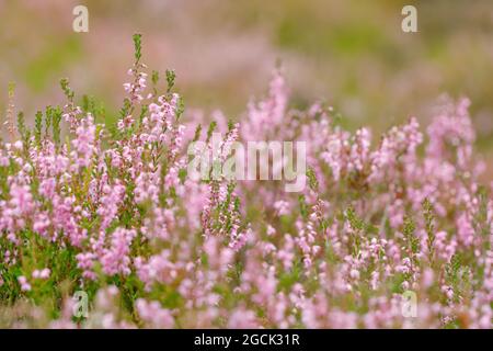 BOTANIK, HEIDENBLUETE, HEIDENBLUETE, NICHT-EXKLUSIV-VERWENDUNG FÜR FALTKARTEN-GRUSSKARTEN-POSTKARTEN-VERWENDUNG Stockfoto