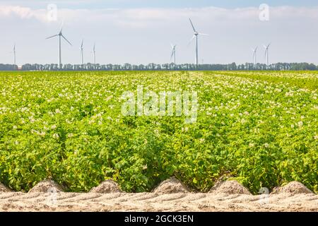 Blühendes niederländisches Kartoffelfeld vor Windkraftanlagen in der Provinz Flevoland, Niederlande Stockfoto