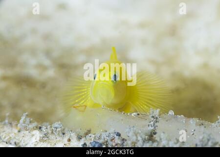 Nahaufnahme von winzigen hellgelben Gobiodon-okinawae- oder Okinawa-Stachelfischen, die in der Nähe des Korallenriffs unter dem Meer schwimmen Stockfoto