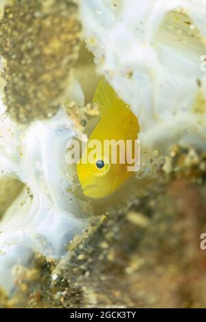 Nahaufnahme von winzigen hellgelben Gobiodon-okinawae- oder Okinawa-Stachelfischen, die in der Nähe des Korallenriffs unter dem Meer schwimmen Stockfoto