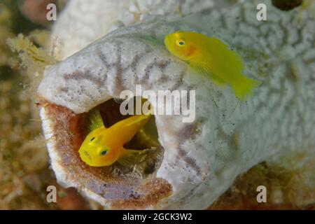 Nahaufnahme von winzigen hellgelben Gobiodon-okinawae- oder Okinawa-Stachelfischen, die in der Nähe des Korallenriffs unter dem Meer schwimmen Stockfoto