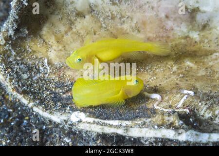 Nahaufnahme von winzigen hellgelben Gobiodon-okinawae- oder Okinawa-Stachelfischen, die in der Nähe des Korallenriffs unter dem Meer schwimmen Stockfoto