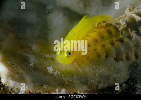 Nahaufnahme von winzigen hellgelben Gobiodon-okinawae- oder Okinawa-Stachelfischen, die in der Nähe des Korallenriffs unter dem Meer schwimmen Stockfoto