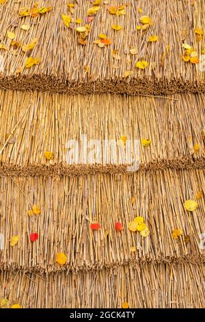 Reetdach mit bunten Herbstblättern Stockfoto