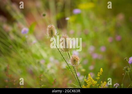 Wilder Teelöffel - Dipsacus fullonum, Wilde Karde, Kraut, Nahaufnahme. Junge gewöhnliche Teelpflanze in Blüte. Stockfoto